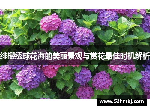绯樱绣球花海的美丽景观与赏花最佳时机解析